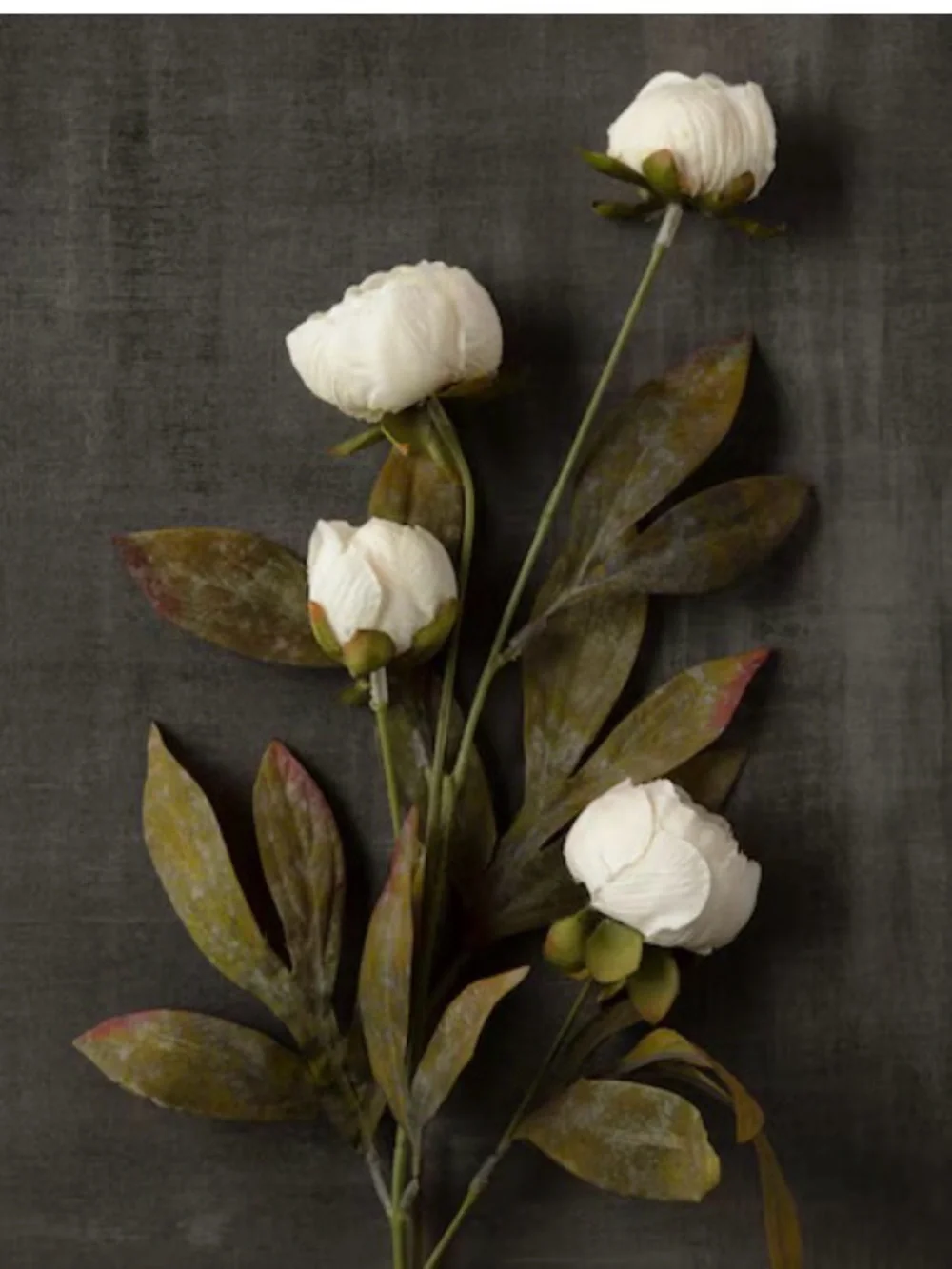 Ashland Peony Stems Cream 3 Stems